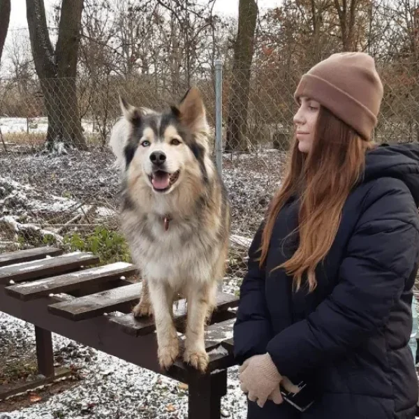 husky-psy-zima-trening
