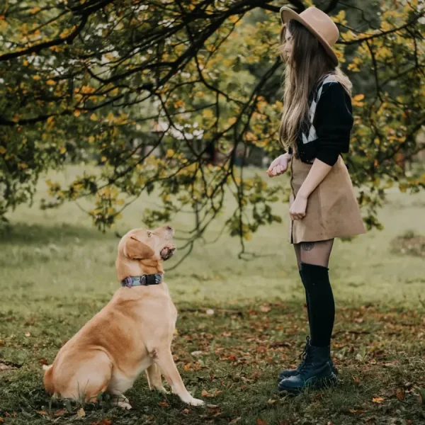 pies-labrador-retriever-trening